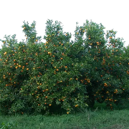 Appartamento Biomele *