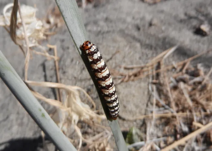 Appartamento Biomele *